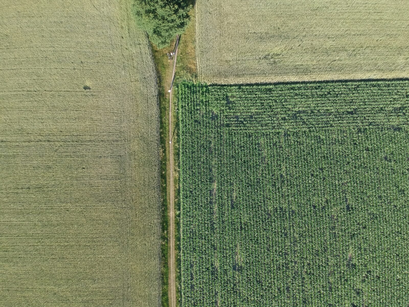 Agriculture in the Netherlands