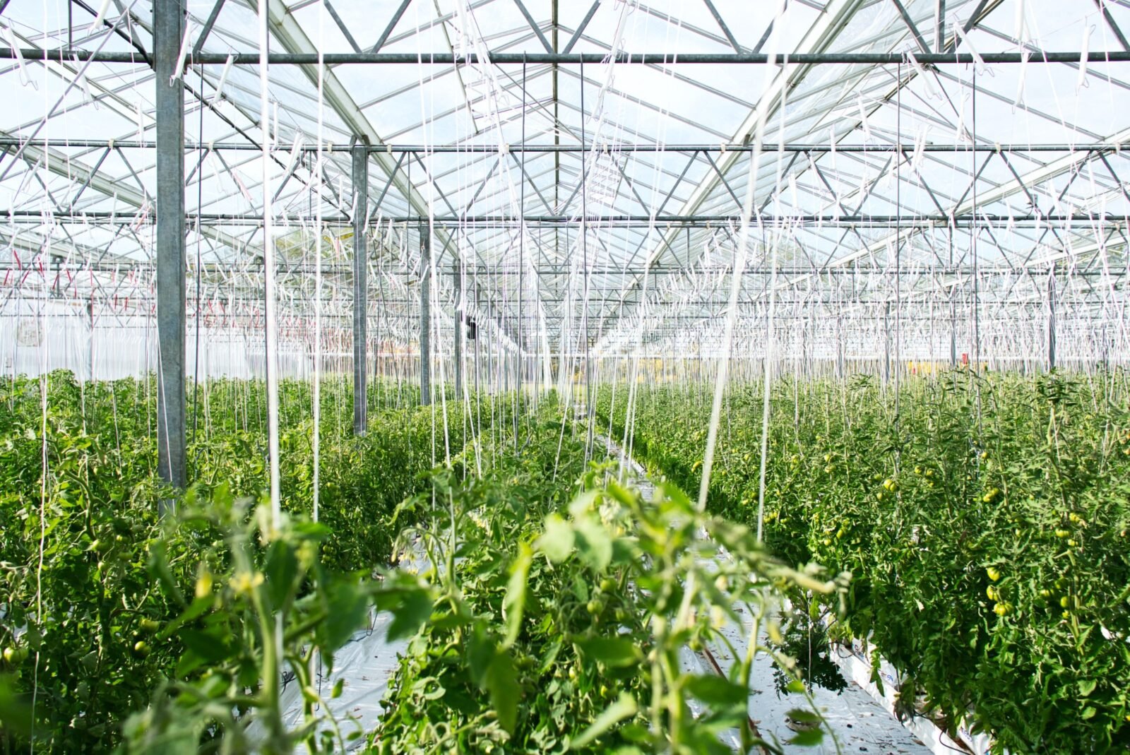 Agriculture in the Netherlands