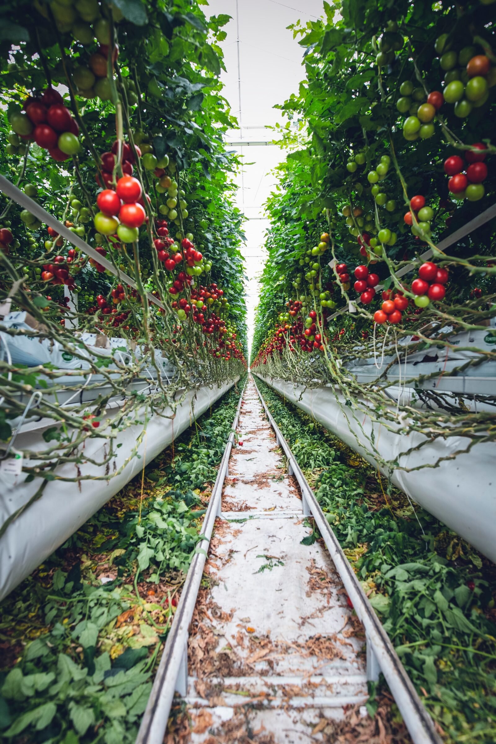 Agriculture in the Netherlands