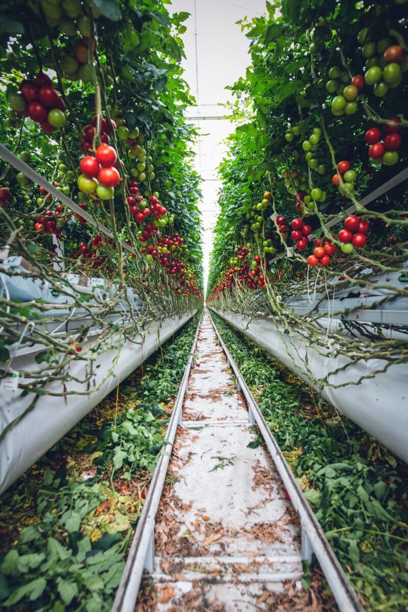 Agriculture in the Netherlands