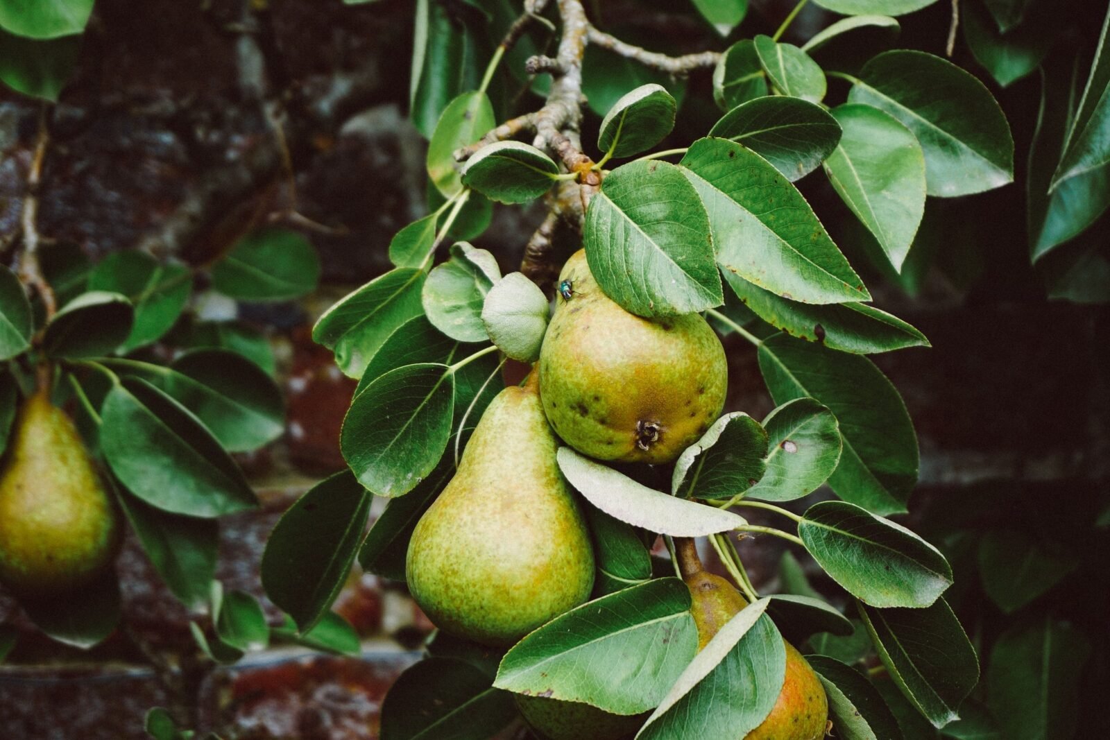 Atlanta food forest