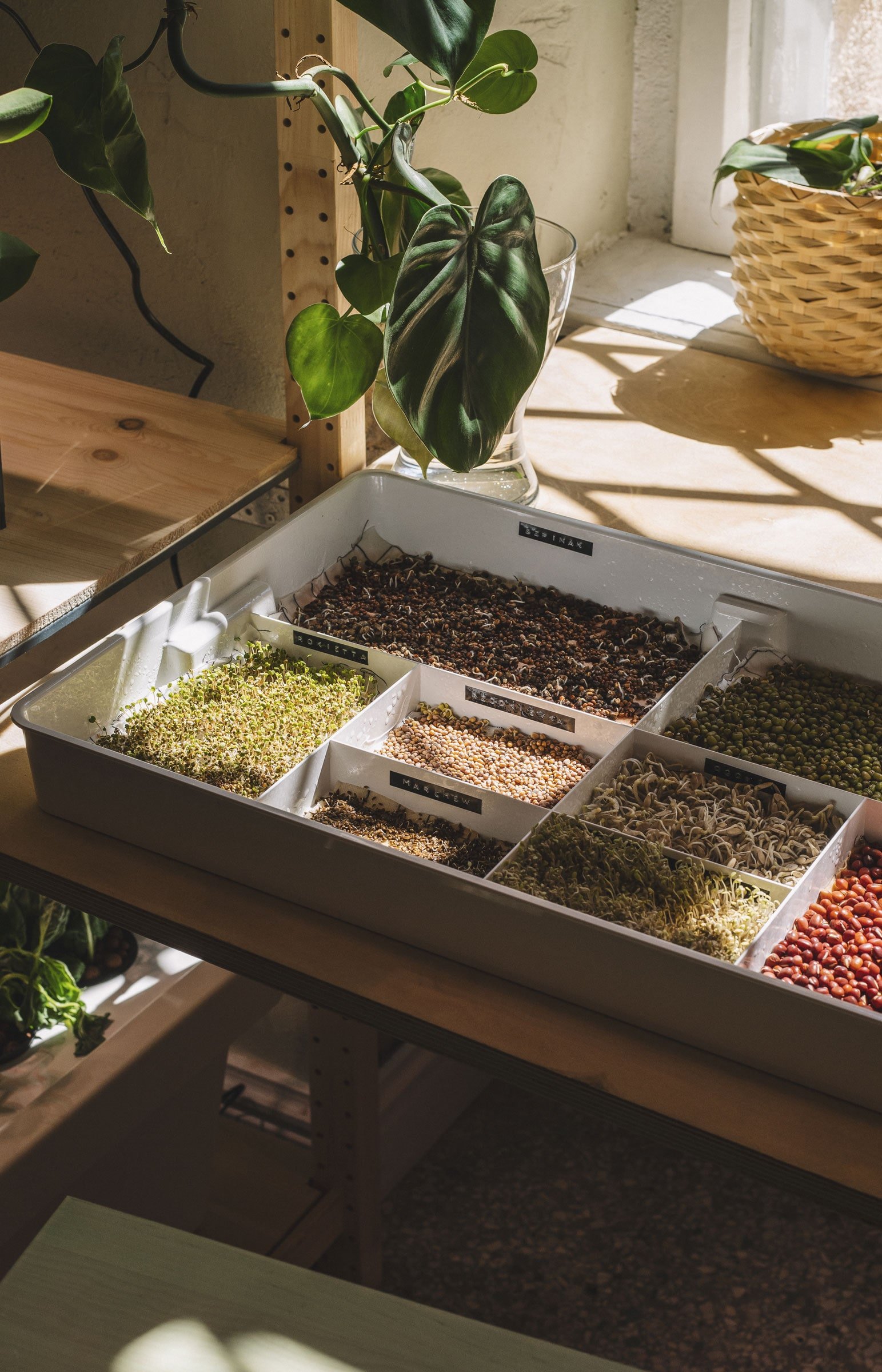 IKEA Home of Tomorrow