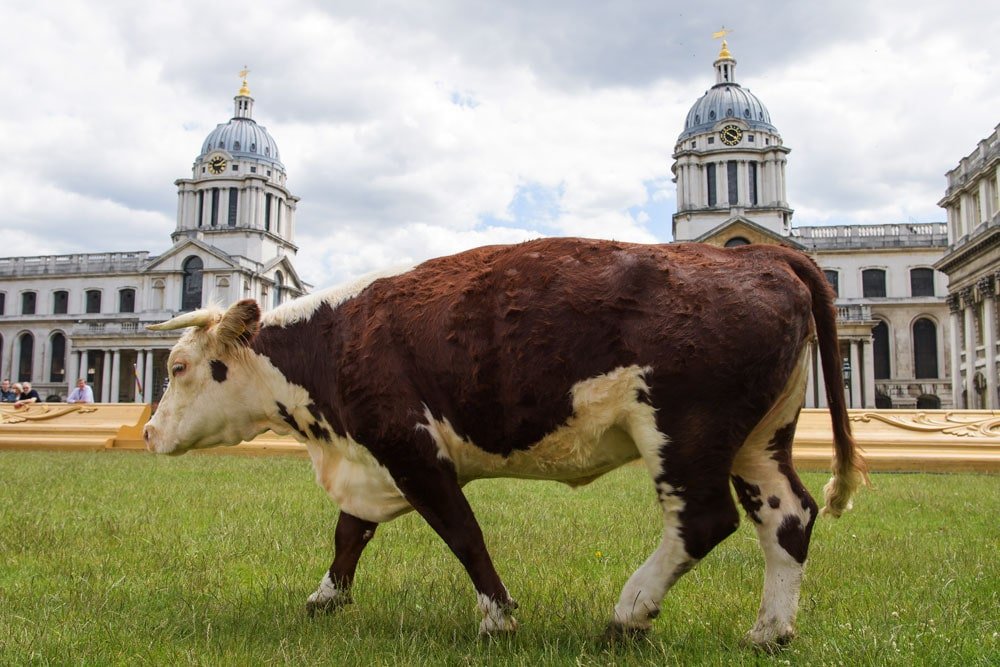 Pasture With Cows