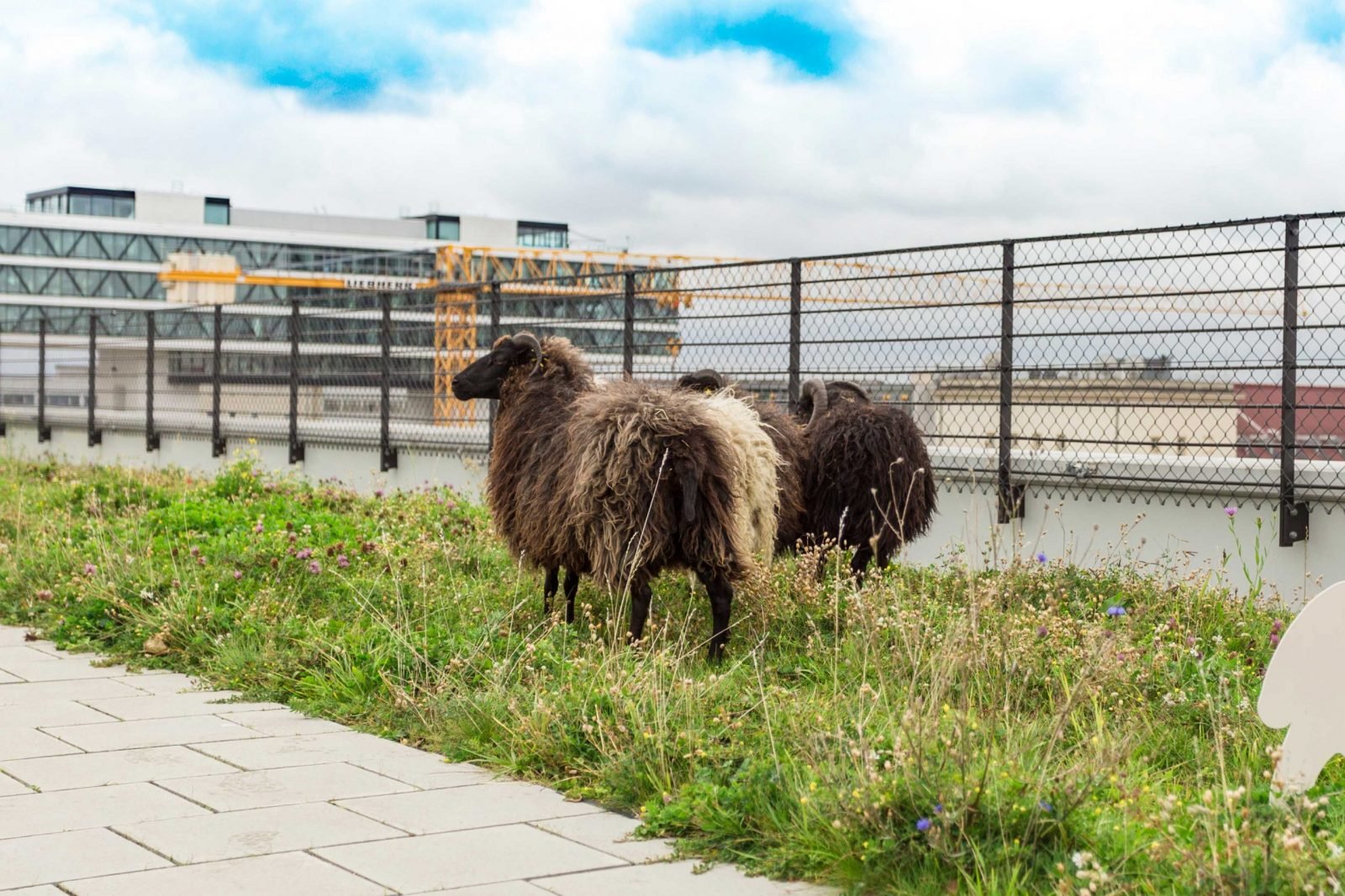 Rooftop Sheep