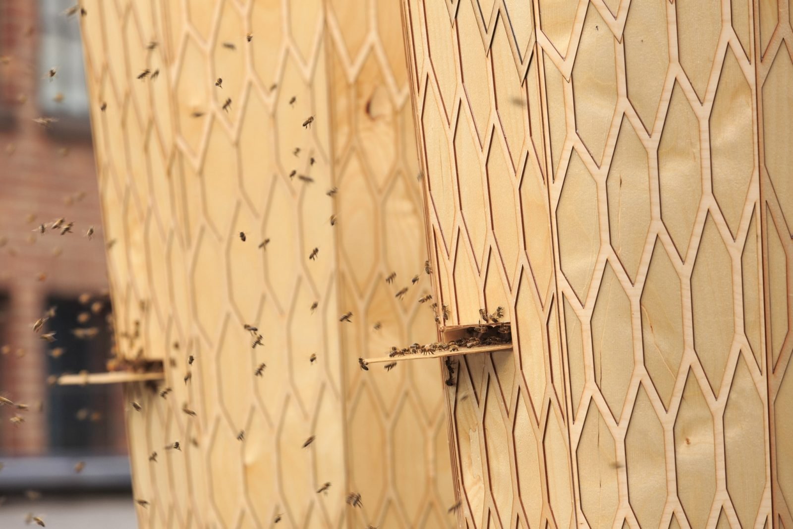 Social Housing for Bees